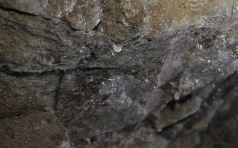 stalaktit-grube-wenzel-oberwolfach
